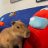 i_love_capybaras